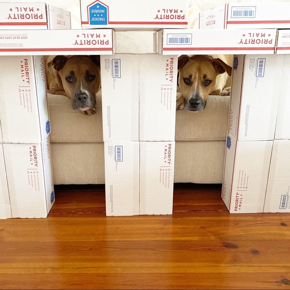 FOLLOW MY CUTE PAWSH ASSISTANTS! πΆπΆπππ - Picture 14 of 16